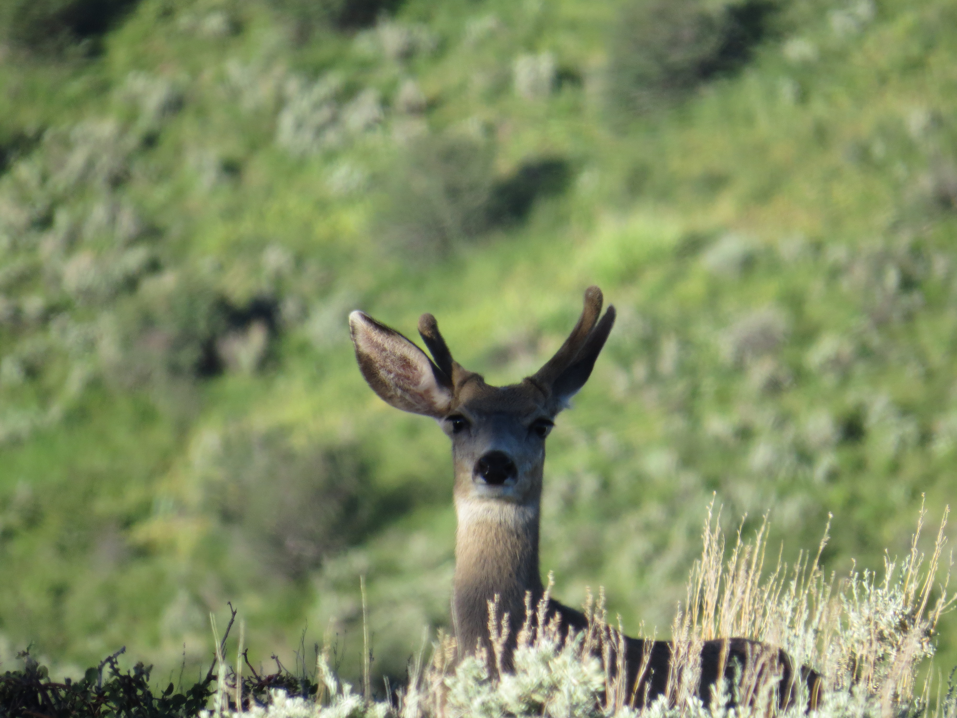 Colorado Mule Deer Association